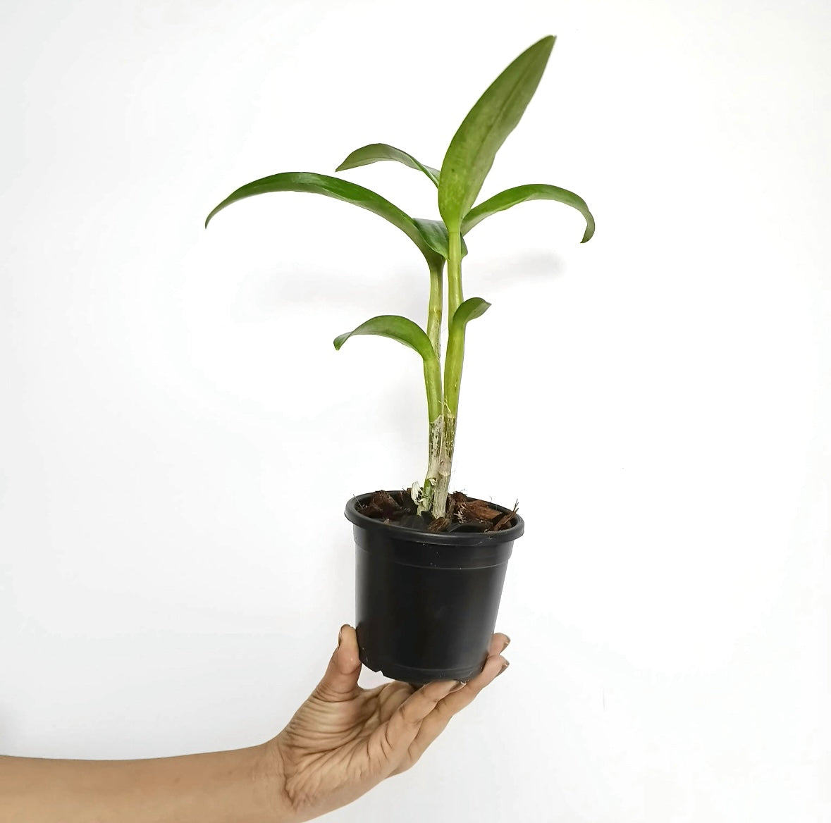 Dendrobium Sonia White Orchid Plant - BS