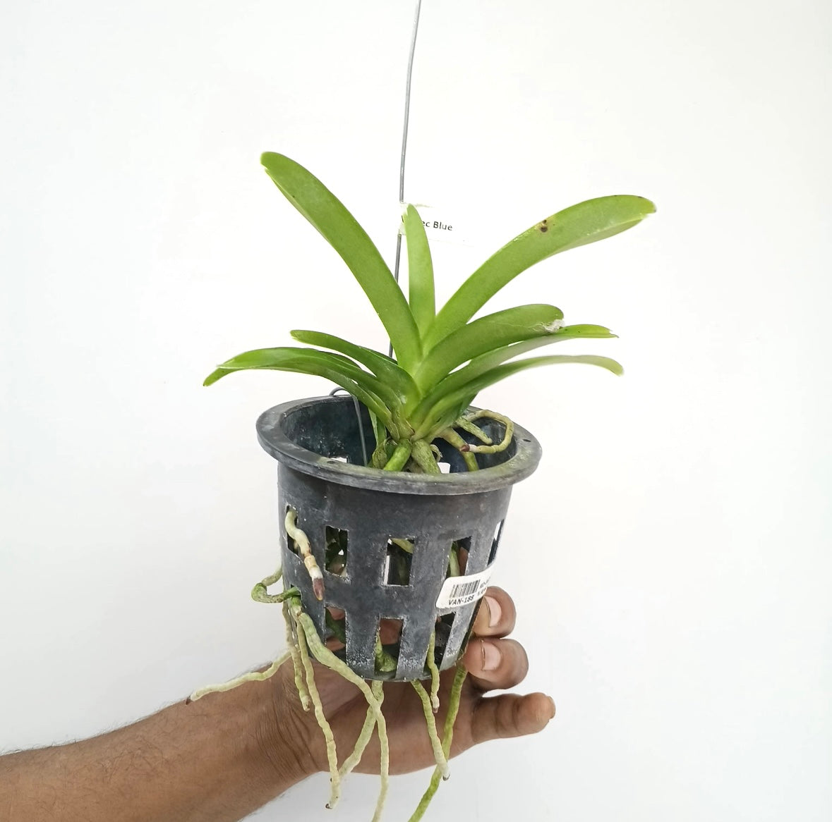 Vanda Apec Blue Orchid Plant - MS