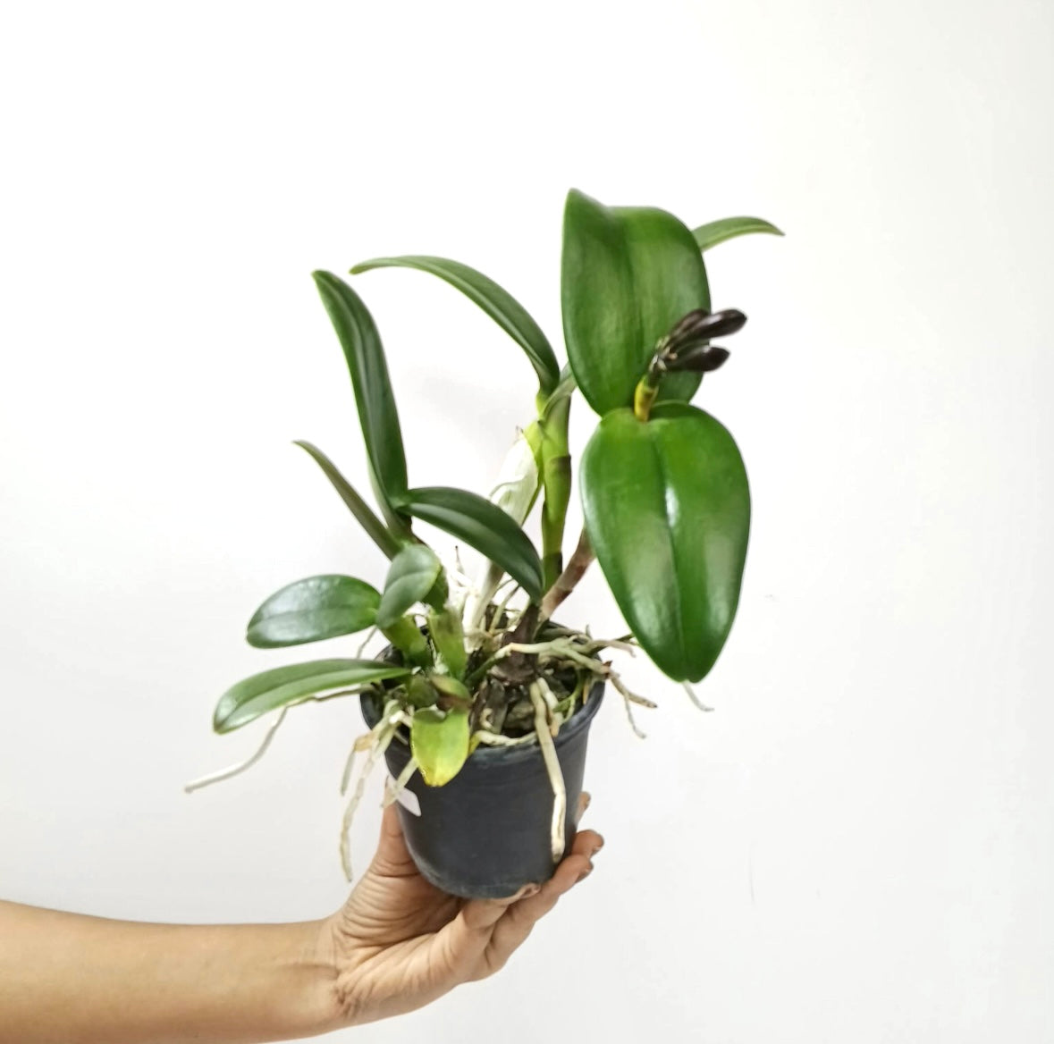 Cattleya (Rth.) Prakai Saed Orchid Plant - FF