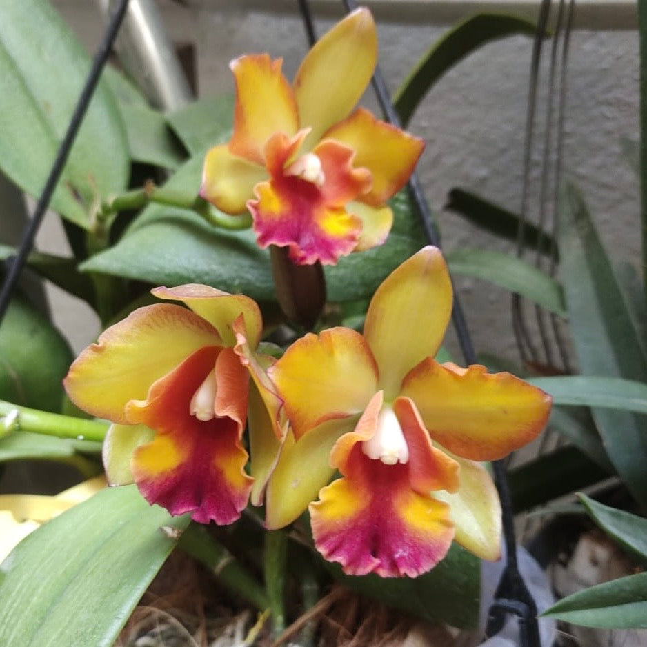 Cattleya (Rth.) Prakai Saed Orchid Plant - FF (Emerging Spike)