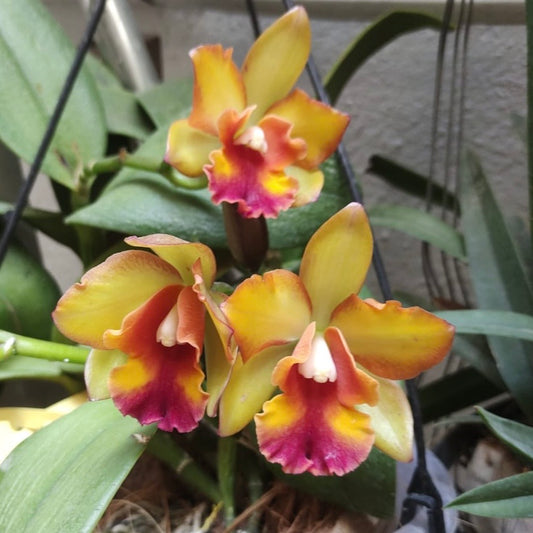 Cattleya (Rth.) Prakai Saed Orchid Plant - BS