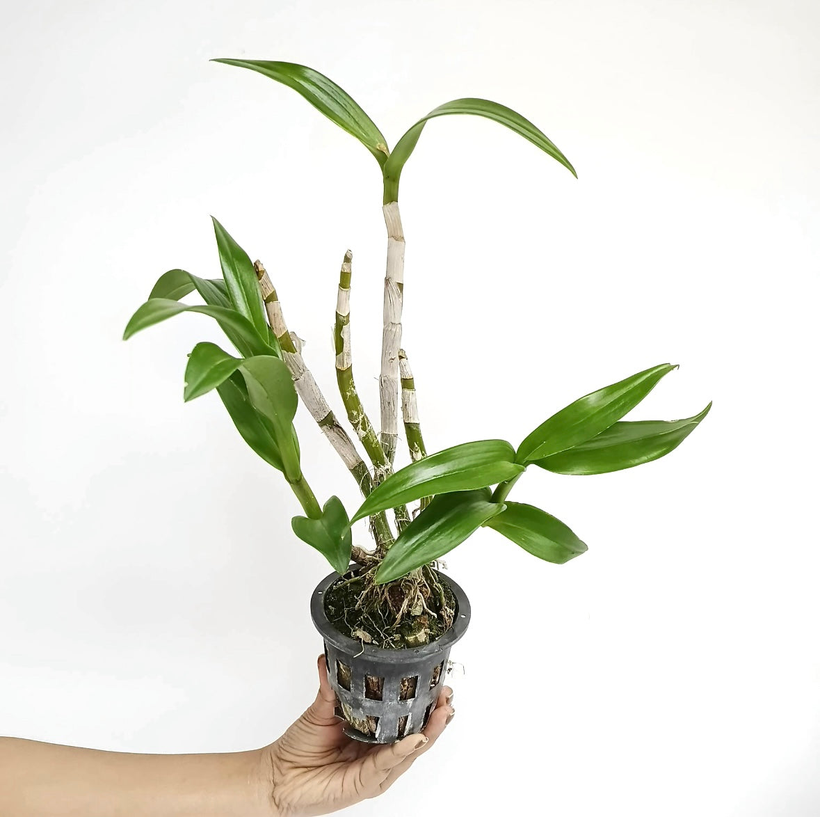 Dendrobium Caesar 4N Orchid plant - MS