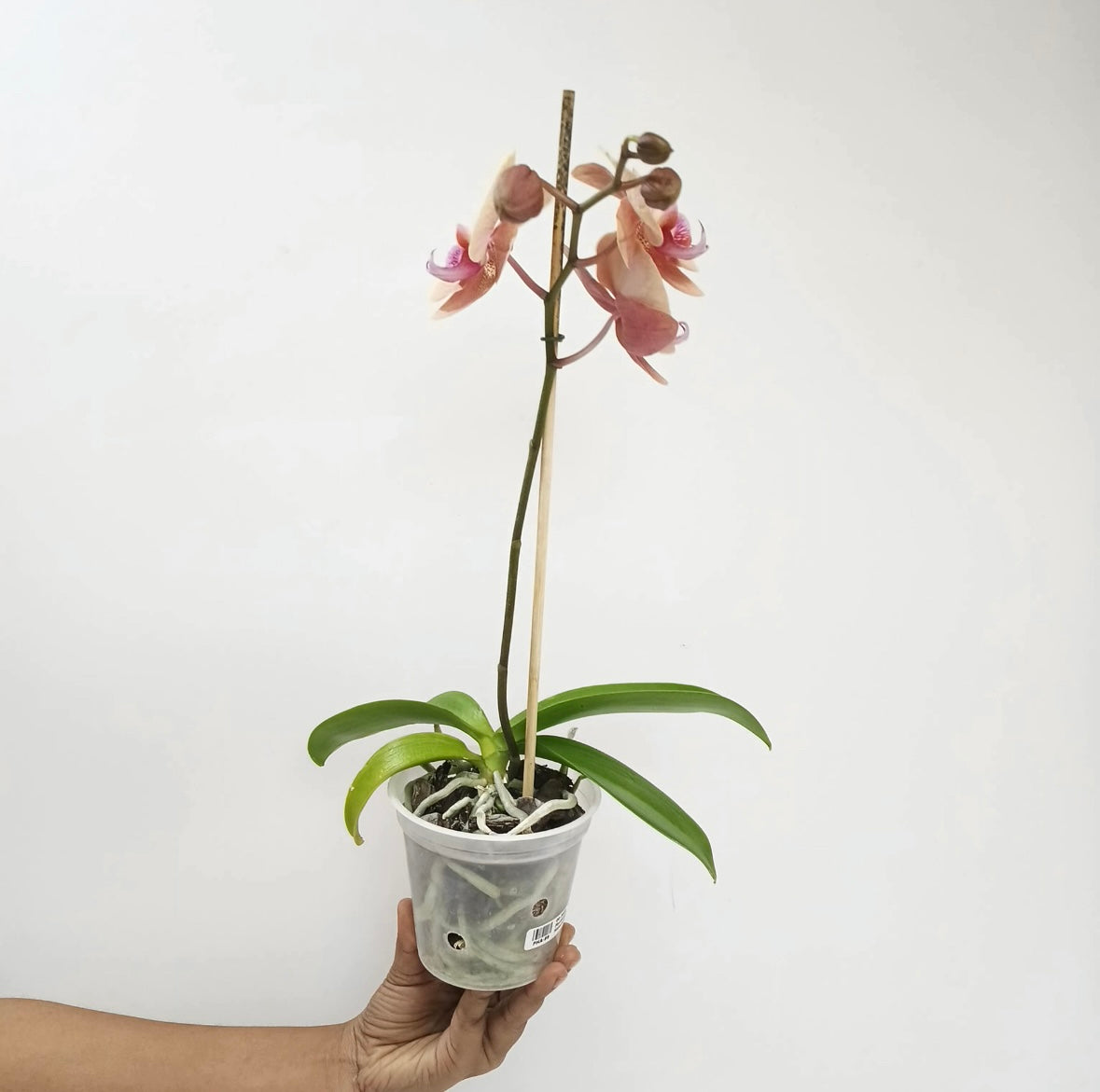 Phalaenopsis Midsummer Night Orchid Plant - FF