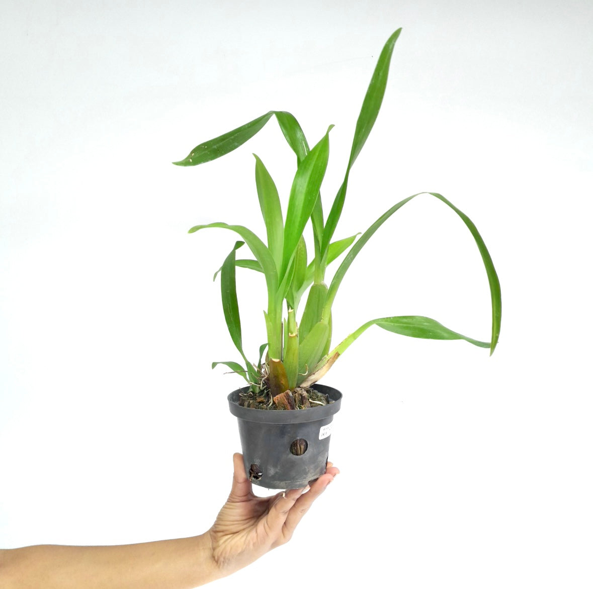 Oncidium (Alcra) Sunday's Best Muffin Orchid plant - BS