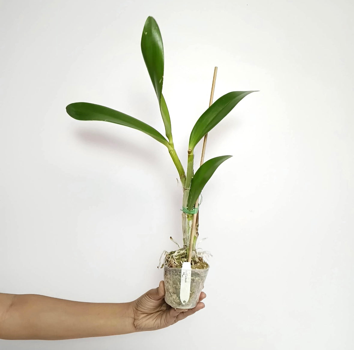 Cattleya (Lc.)Tristar Bouquet Orchid Plant - BS
