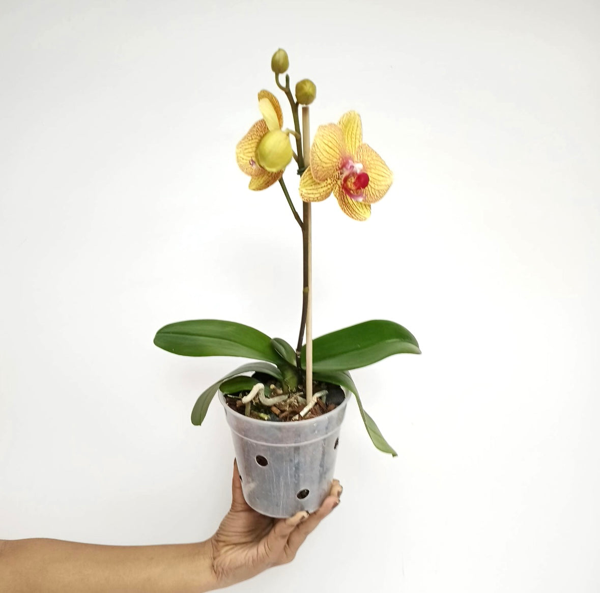 Phalaenopsis KV Beauty Orchid Plant - FF