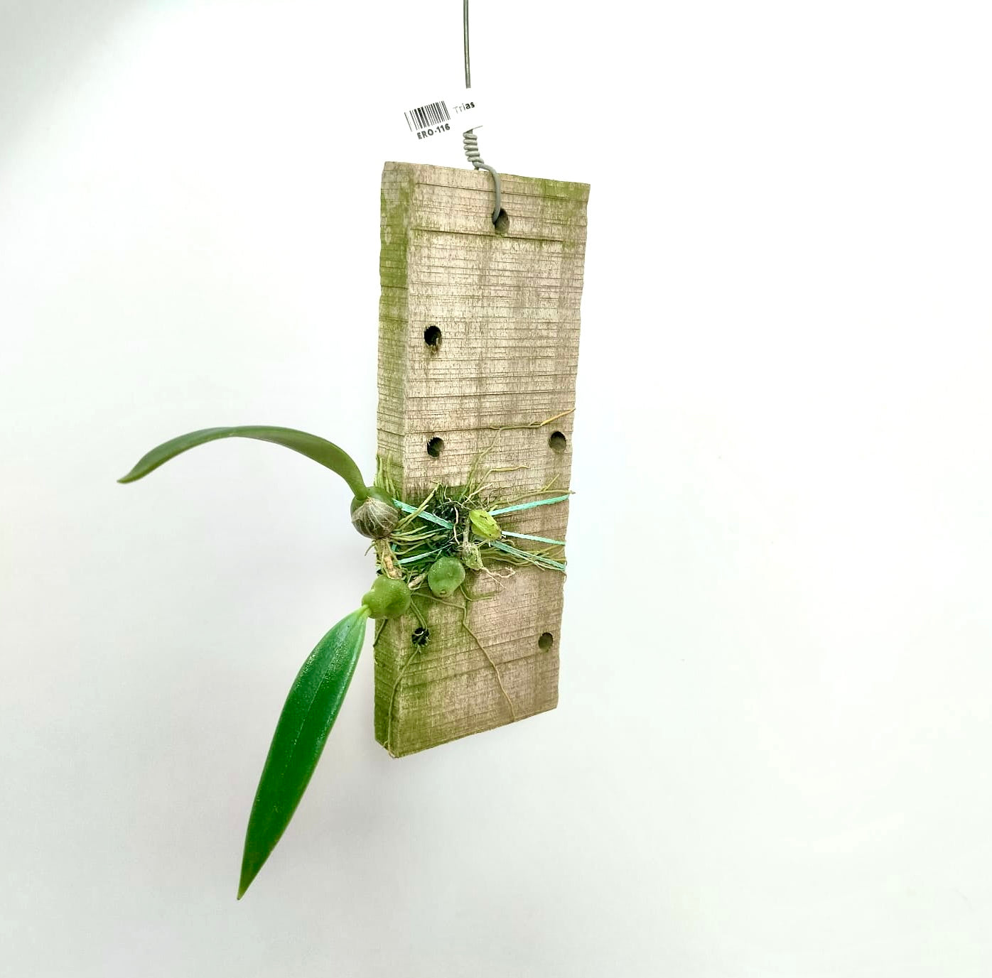 Trias disciflora sp. - BS
