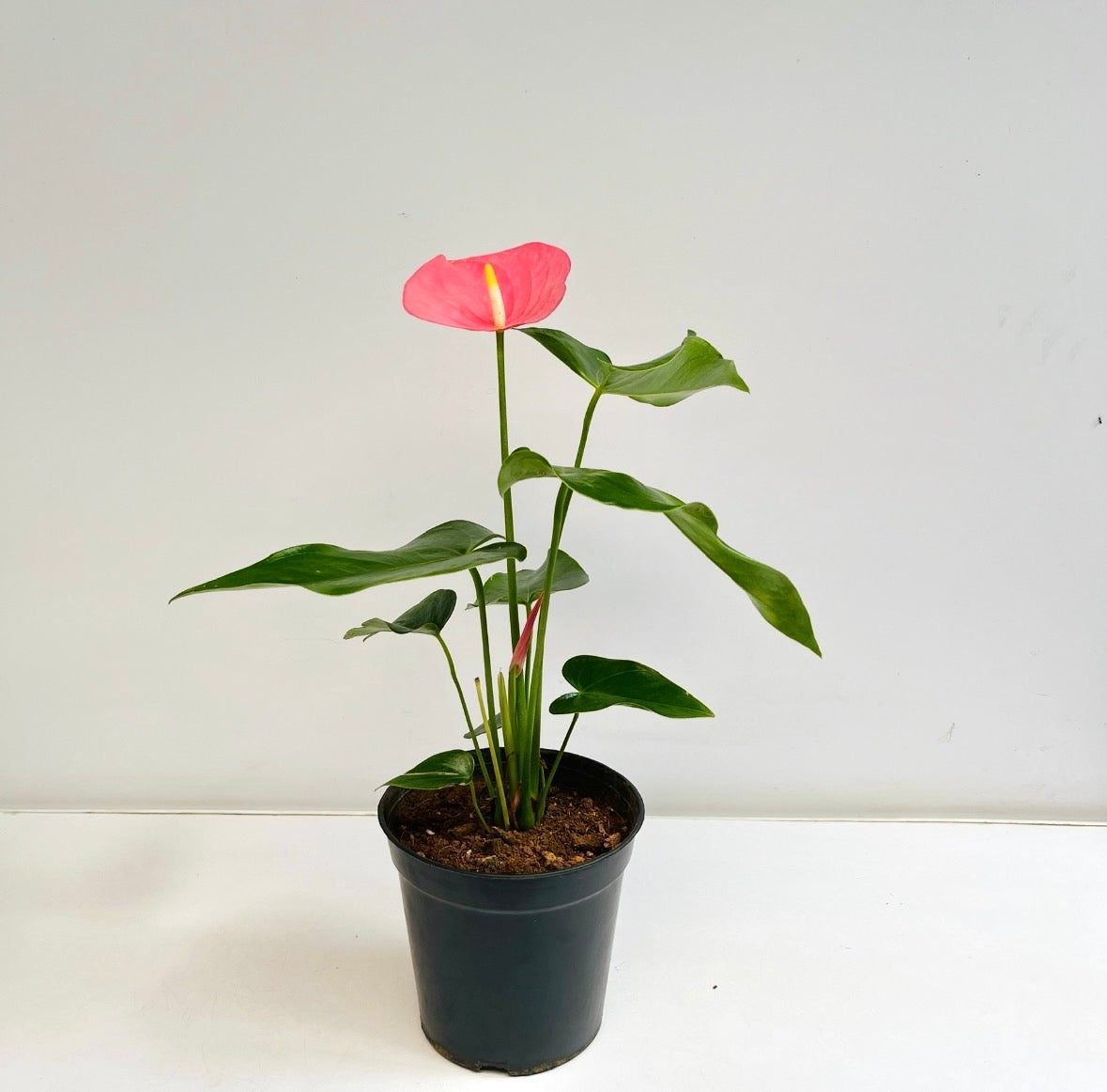 Anthurium California Pink - FF - Buy Orchids Plants Online by Orchid-Tree.com