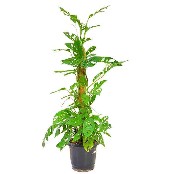 Monstera adansonii - Large