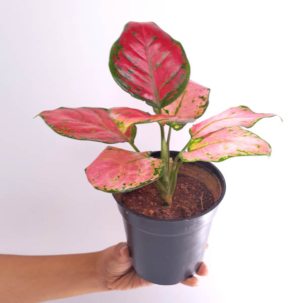 Aglonema Pink