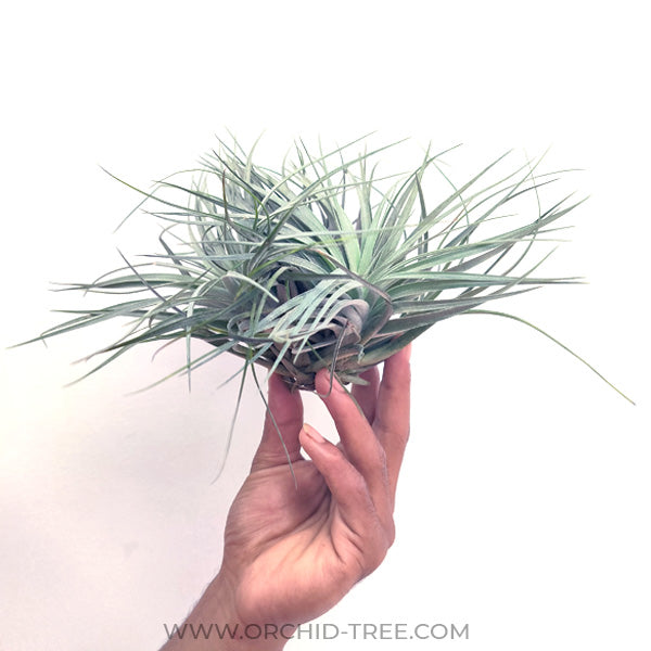Tillandsia Cotton Candy - Without Flowers | BS