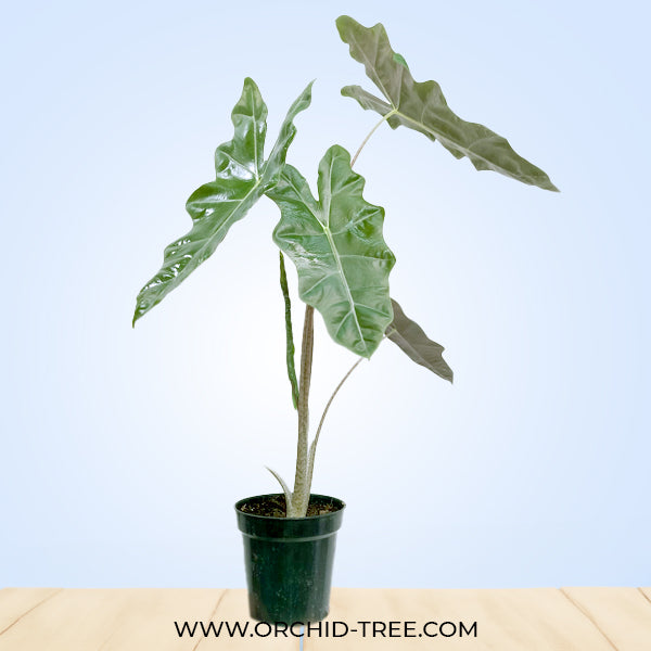 Alocasia Amazonica
