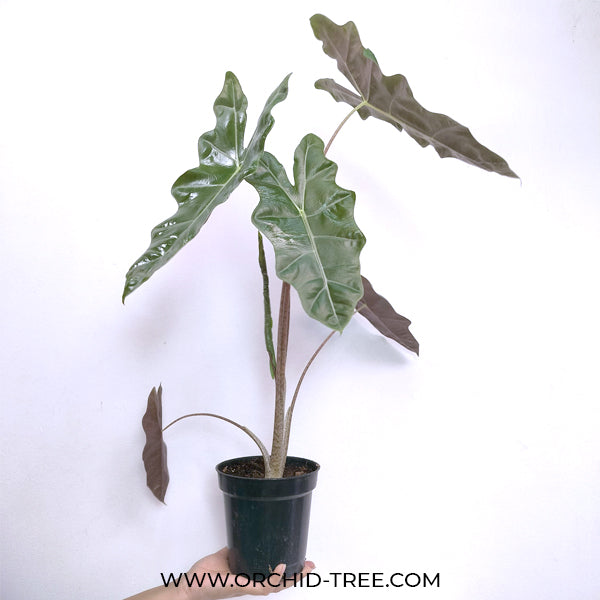Alocasia Amazonica