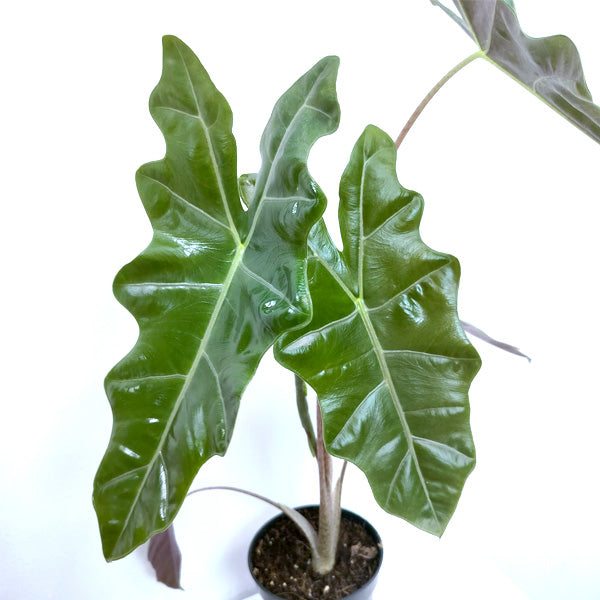 Alocasia Amazonica