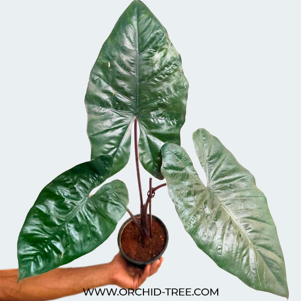 Alocasia Yucatan Princess