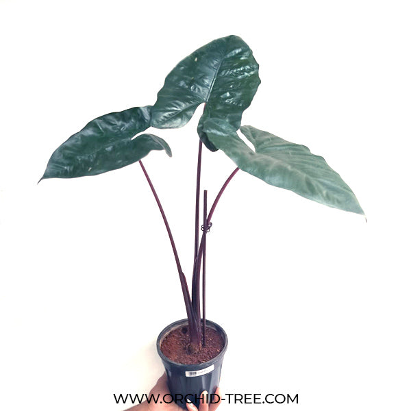 Alocasia Yucatan Princess