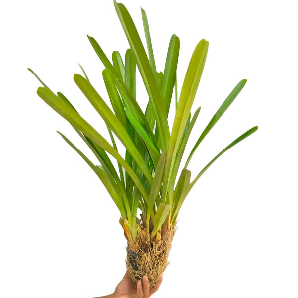 Cymbidium aloifolium sp. - BS