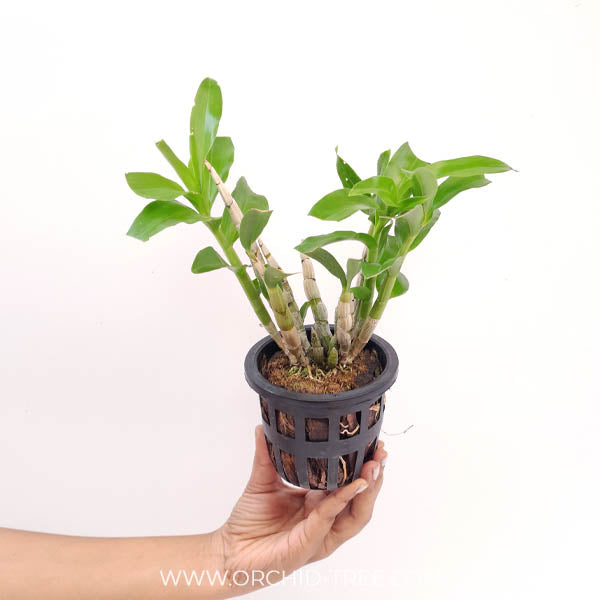 Dendrobium amethystoglossum sp. Orchid Plant - BS