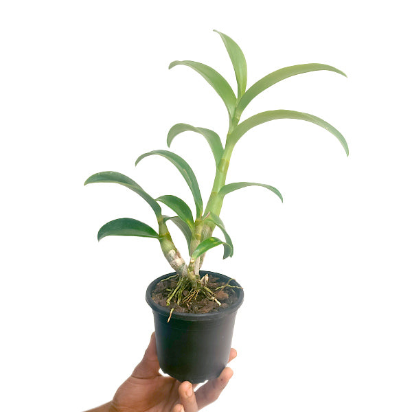 Dendrobium Anchang 1170 Orchid Plant -BS