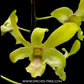 Dendrobium Anchang 1170 - FF