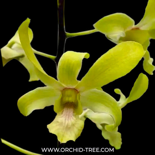 Dendrobium Anchang 1170 - FF