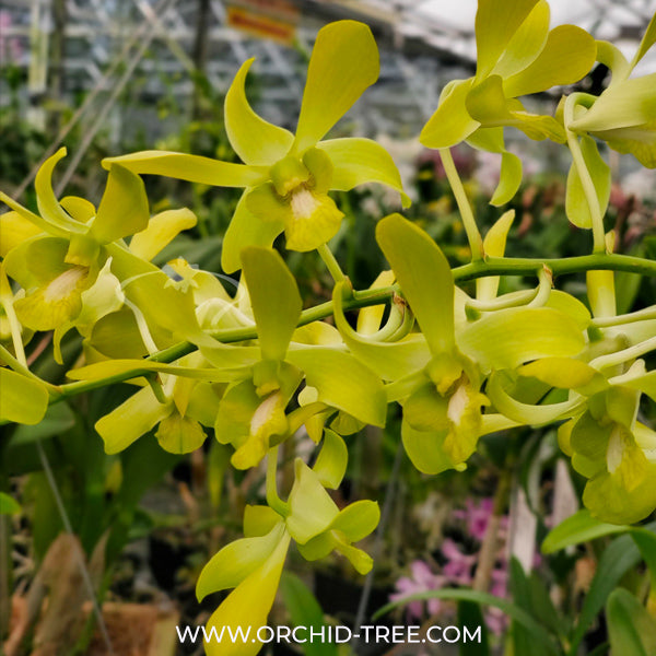 Dendrobium Anchang 1170 Orchid Plant -BS