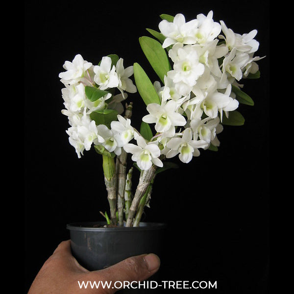 Dendrobium Angel Baby Orchid Plant - BS - Buy Orchids Plants Online by Orchid-Tree.com