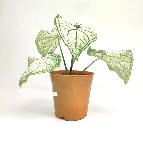 Caladium