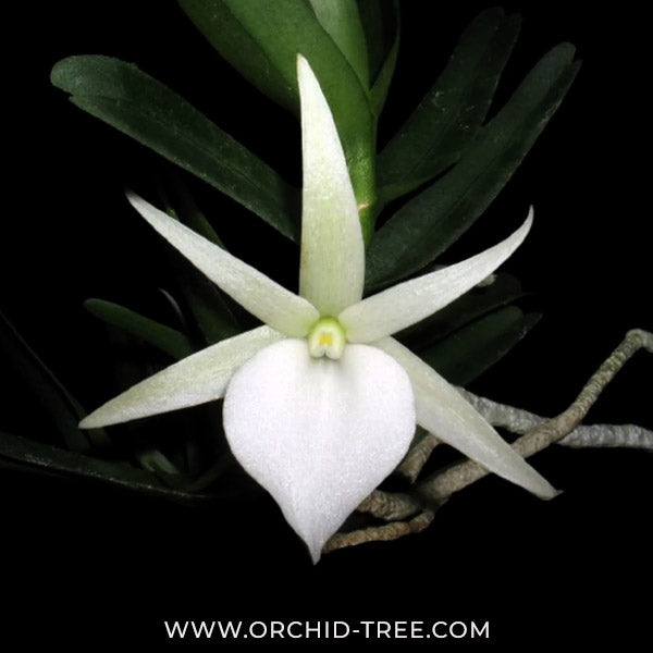 Angraecum didieri sp. Orchid Plant - SS - Buy Orchids Plants Online by Orchid-Tree.com