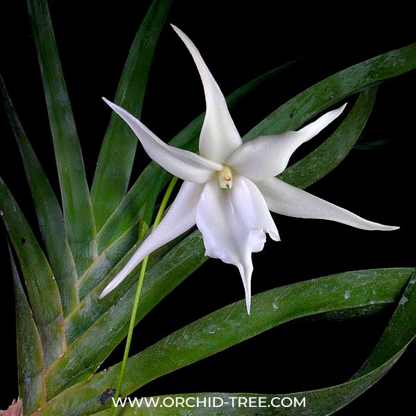 Angreacum Lemforde White Beauty - BS