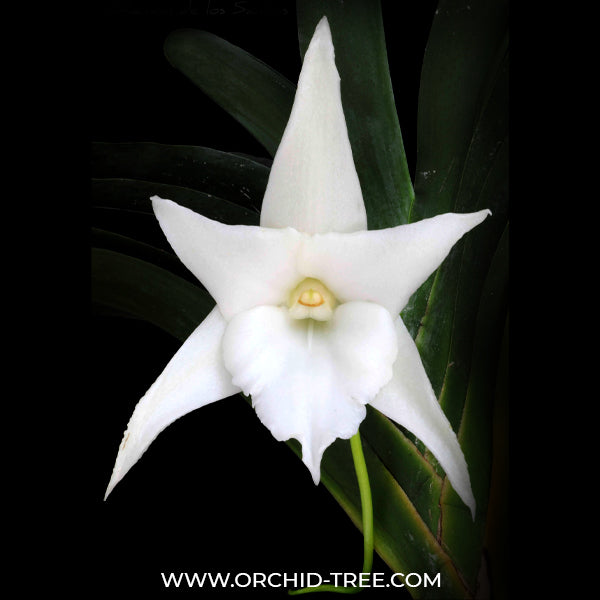 Angreacum Lemforde White Beauty - BS