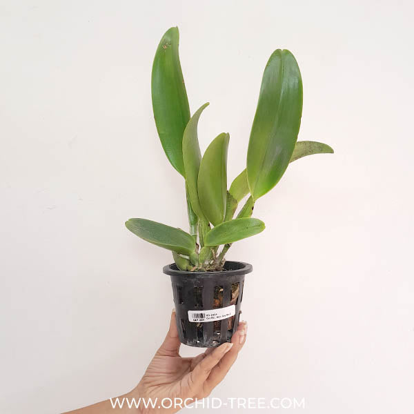 Cattleya (Rlc.) Ann Joy No.2 Orchid Plant - BS