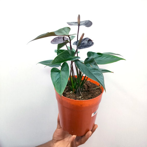 Anthurium Black - FF - Buy Orchids Plants Online by Orchid-Tree.com