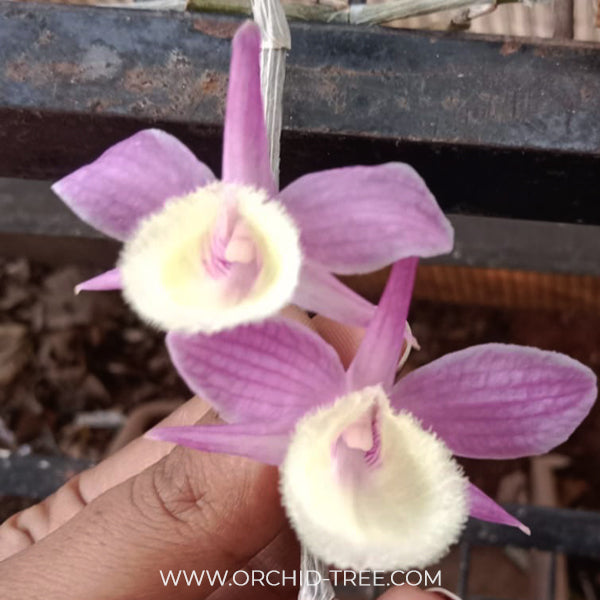 Dendrobium aphyllum trilabelo 'Shining Pink' Orchid Plants - FF