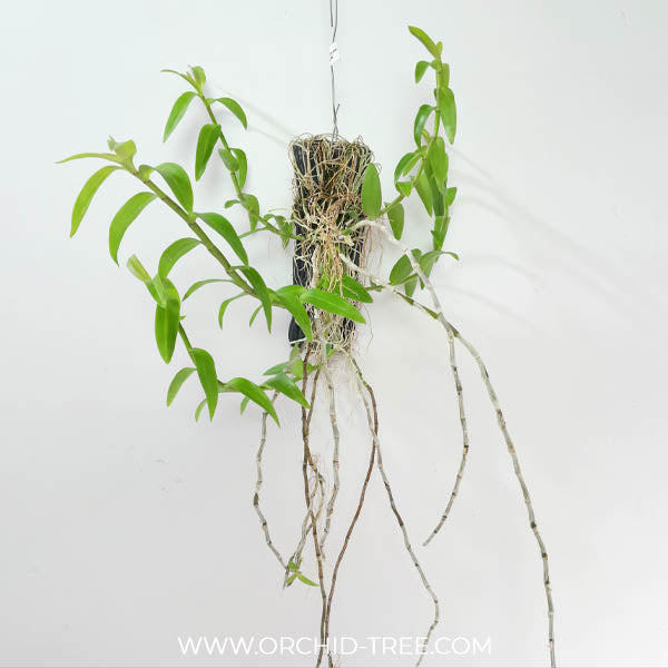 Dendrobium aphyllum trilabelo 'Shining Pink' Orchid Plants - BS
