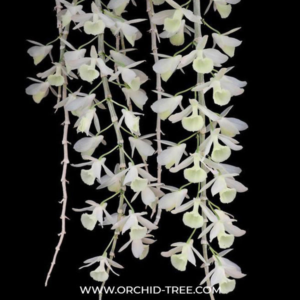 Dendrobium aphyllum var. alba sp. - BS