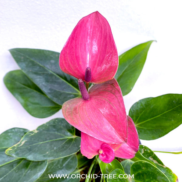 Anthurium Purple Fantasy - BS