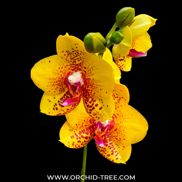Phalaenopsis Ark's Kaiulani - FF