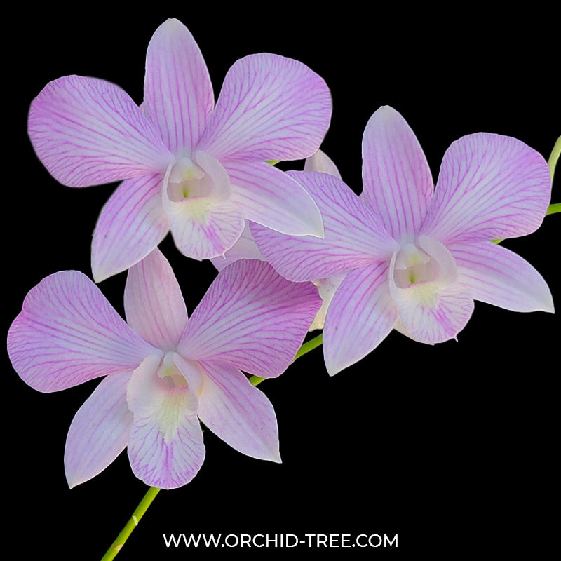 Dendrobium Arredang Green x Burana Stripe - BS