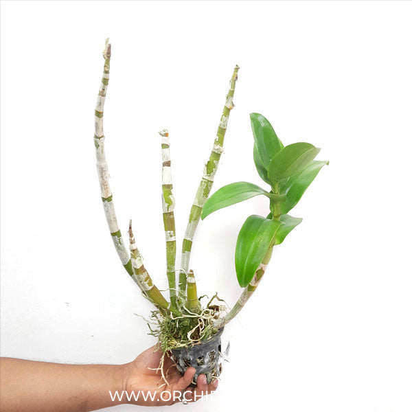 Dendrobium Arredang Blue Orchid Plant - BS