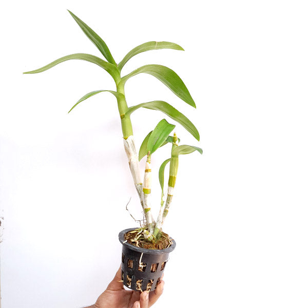 Dendrobium Arredang Green x Burana Stripe - BS