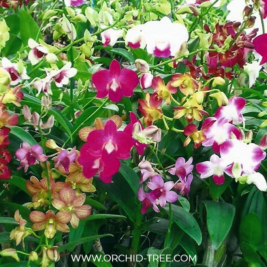 Dendrobium Assorted  - Orchid Plant - BS