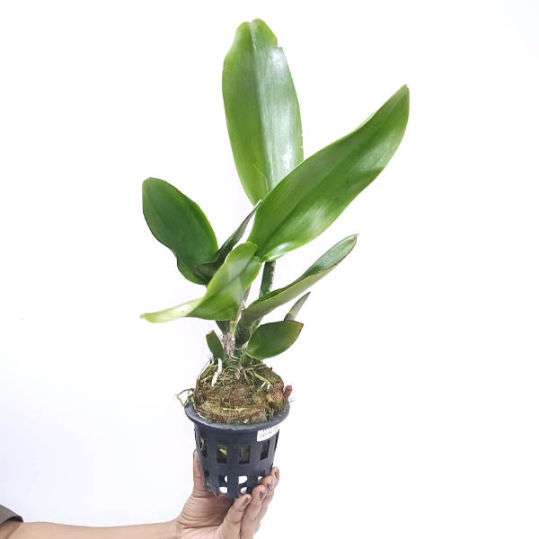 Cattleya (Rlc.) Atardecer Palmareño (Thongsuk Delight #1) Orchid Plant - BS
