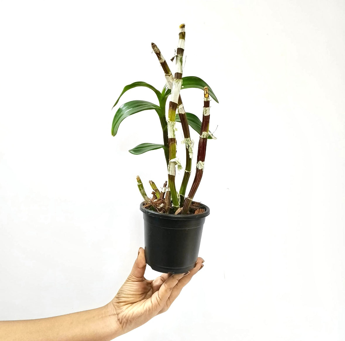 Dendrobium Ruby Red x Sakda Beauty Orchid plant - BS