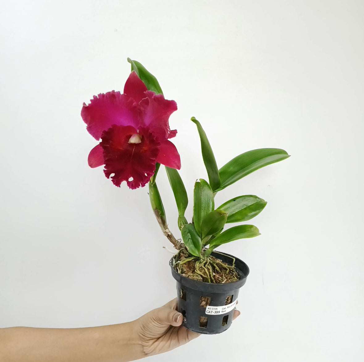 Cattleya (Rlc.) Krungsri Red Orchid Plant - FF (Open Flower)