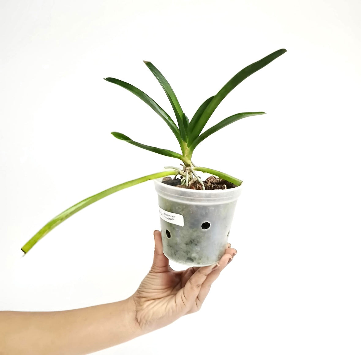 Angraecum Longiscott Orchid - BS