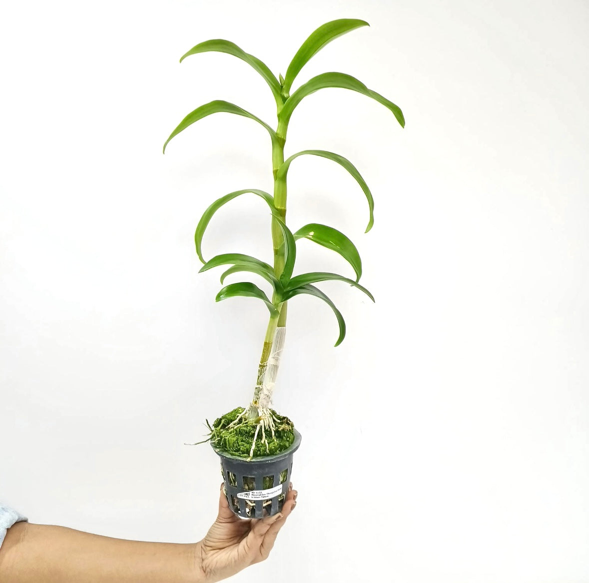 Dendrobium Thongchai Gold x Udom Yellow - FF