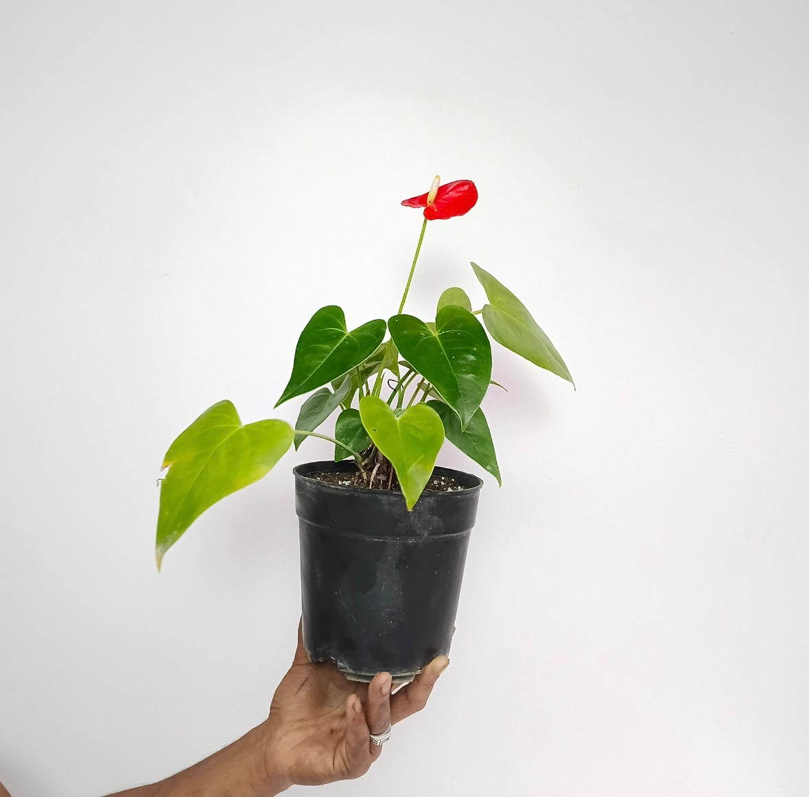 Anthurium Red - FF (Miniature) - Buy Orchids Plants Online by Orchid-Tree.com