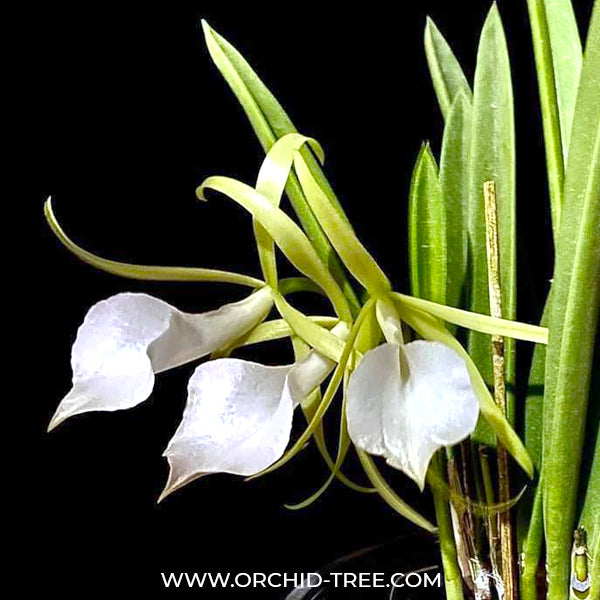 Cattleya (Blc.) Little Stars - BS