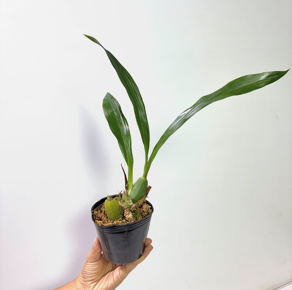 Zygopetalum louisendorf 'rhein moonlight' Orchid Plant - BS